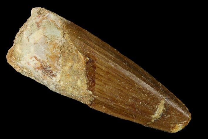 Bargain, Spinosaurus Tooth - Real Dinosaur Tooth #162190